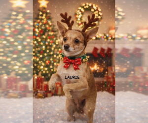 Chihuahua-Unknown Mix Dogs for adoption in Mooresville, NC, USA