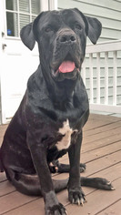 Neapolitan Mastiff Dogs for adoption in Griffin, GA, USA