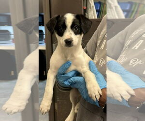 Australian Shepherd-Unknown Mix Dogs for adoption in Jenkintown, PA, USA