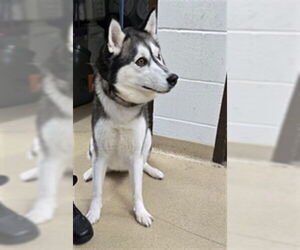 Siberian Husky Dogs for adoption in Derwood, MD, USA