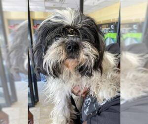 Shih Tzu Dogs for adoption in Norfolk, VA, USA