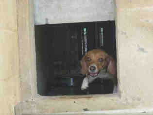 Beagle Dogs for adoption in Ojai, CA, USA