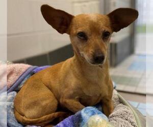 Chiweenie Dogs for adoption in Fort Collins, CO, USA