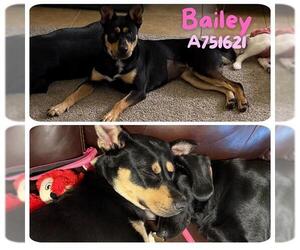 Australian Kelpie-Unknown Mix Dogs for adoption in San Antonio, TX, USA