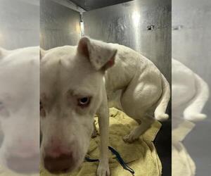 American Staffordshire Terrier Dogs for adoption in San Antonio, TX, USA