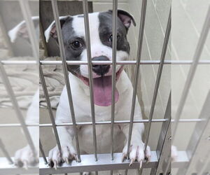 Mutt Dogs for adoption in Decatur, IL, USA