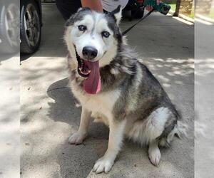 Siberian Husky Dogs for adoption in San Antonio, TX, USA