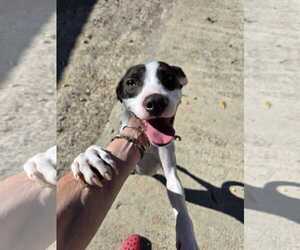 Mutt Dogs for adoption in Woodbury, NY, USA