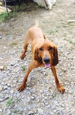 Coonhound Dogs for adoption in Christiana, TN, USA