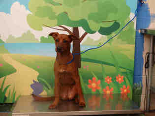 Redbone Coonhound Dogs for adoption in Waco, TX, USA
