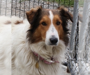 Collie Dogs for adoption in Priest River, ID, USA