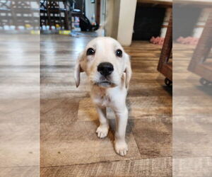 Catahoula Leopard Dog-Great Pyrenees Mix Dogs for adoption in New London, WI, USA