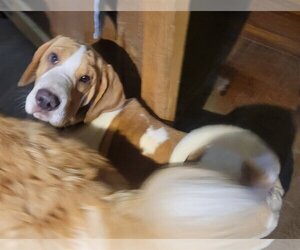 Basset Hound-Unknown Mix Dogs for adoption in Cuyahoga Falls , OH, USA