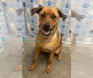 Labrador Retriever-Unknown Mix Dogs for adoption in Rosenberg, TX, USA