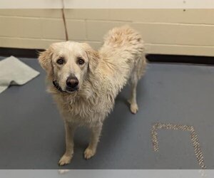 Golden Pyrenees Dogs for adoption in Denver, CO, USA