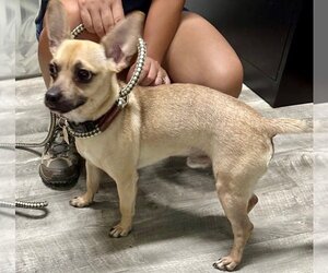Chiweenie Dogs for adoption in Ellijay, GA, USA