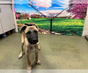 Mutt Dogs for adoption in Moreno Valley, CA, USA