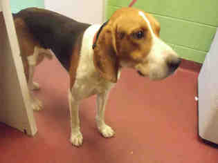 Treeing Walker Coonhound Dogs for adoption in Murfreesboro, TN, USA
