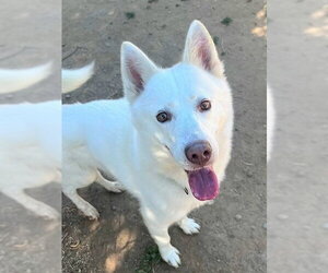 Siberian Husky Dogs for adoption in Sacramento, CA, USA