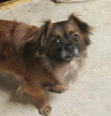 Medium Photo #1 Cheeks Puppy For Sale in Oakdale, TN, USA