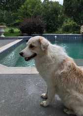 Australian Shepherd-Great Pyrenees Mix Dogs for adoption in Azle, TX, USA