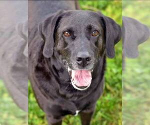 Labrador Retriever Dogs for adoption in Baltimore, MD, USA