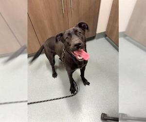 Mutt Dogs for adoption in Baytown, TX, USA