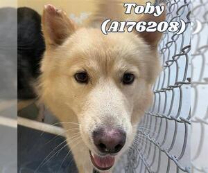 Golden Shepherd Dogs for adoption in Tulsa, OK, USA