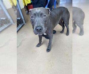 American Pit Bull Terrier Dogs for adoption in Chula Vista, CA, USA