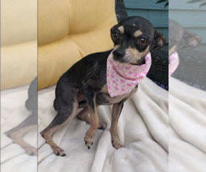 Chihuahua Dogs for adoption in San Diego , CA, USA