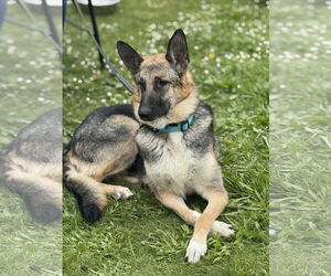 German Shepherd Dog Dogs for adoption in Seattle, WA, USA