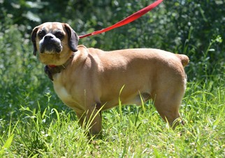 Bogle Dogs for adoption in Overland Park, KS, USA
