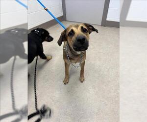 Black Mouth Cur Dogs for adoption in Saginaw, MI, USA
