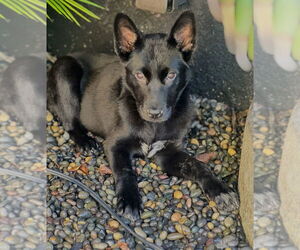 Labrador Retriever-Unknown Mix Dogs for adoption in Dana Point, CA, USA