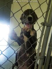 Rottweiler-American Pit Bull Terrier Dogs for adoption in Salisbury, NC, USA