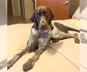 German Shorthaired Pointer Dogs for adoption in Menlo Park, CA, USA