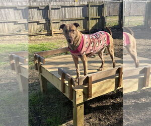 Mutt Dogs for adoption in Jackson, MS, USA