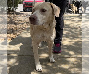Labrador Retriever-Unknown Mix Dogs for adoption in Hilton Head, SC, USA