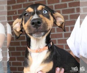 Australian Shepherd-Unknown Mix Dogs for adoption in Washington, DC, USA