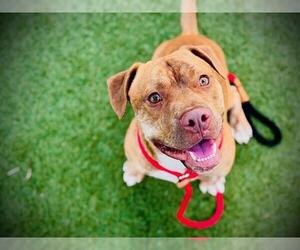 Mutt Dogs for adoption in Orlando, FL, USA