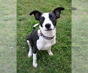 Border Collie-Unknown Mix Dogs for adoption in Westminster, MD, USA