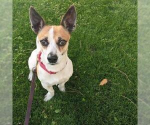Jack Russell Terrier Dogs for adoption in Tempe, AZ, USA