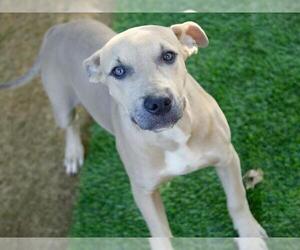 American Staffordshire Terrier-Unknown Mix Dogs for adoption in Tallahassee, FL, USA