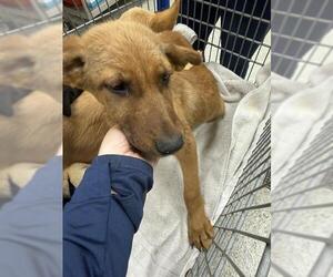 German Shepherd Dog-Unknown Mix Dogs for adoption in Conroe, TX, USA