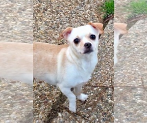 Chug Dogs for adoption in Texarkana, TX, USA