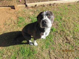 American Bulldog Dogs for adoption in Grovetown, GA, USA