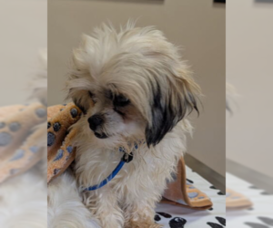 Shih Tzu Dogs for adoption in Caldwell, NJ, USA