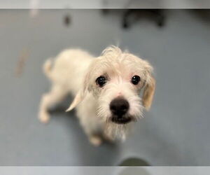 Maltese-Unknown Mix Dogs for adoption in Denver, CO, USA
