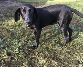 Plott Hound-Unknown Mix Dogs for adoption in Sanderson, FL, USA