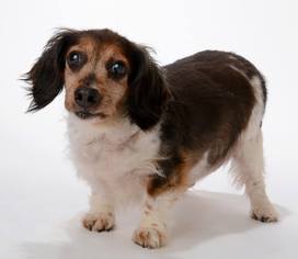 Dachshund Dogs for adoption in Denton, TX, USA